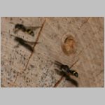 Symmorphus bifasciatus - Lehmwespe 04.jpg